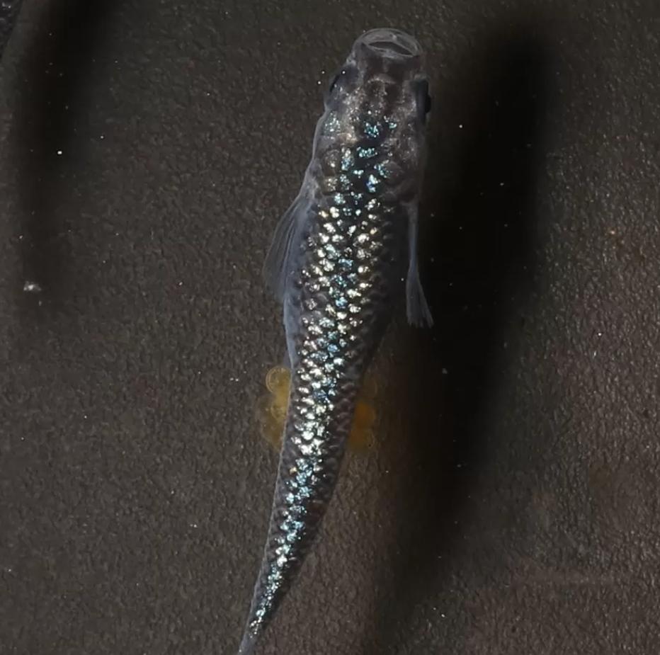 Medaka - Japanse Rijstvis - Blue Lamé, Dieren en Toebehoren, Vissen | Aquariumvissen, Vis