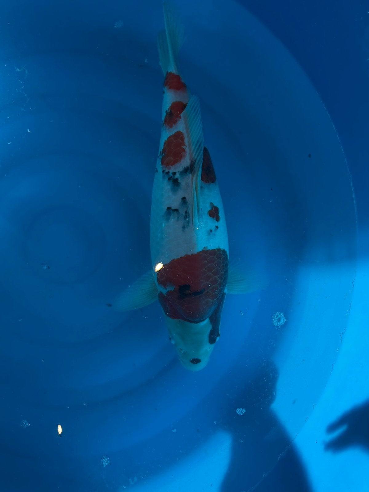 Sanke Yoshino, Dieren en Toebehoren, Karper of Koi