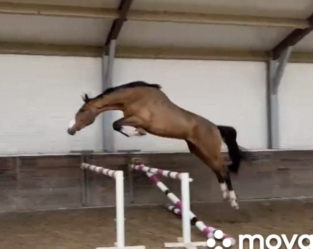 3 jarige springruin *2 halfbroers 1m50 en 1m40 niveau*, Dieren en Toebehoren, Paarden, Ruin, Onbeleerd, 170 tot 175 cm, 3 tot 6 jaar