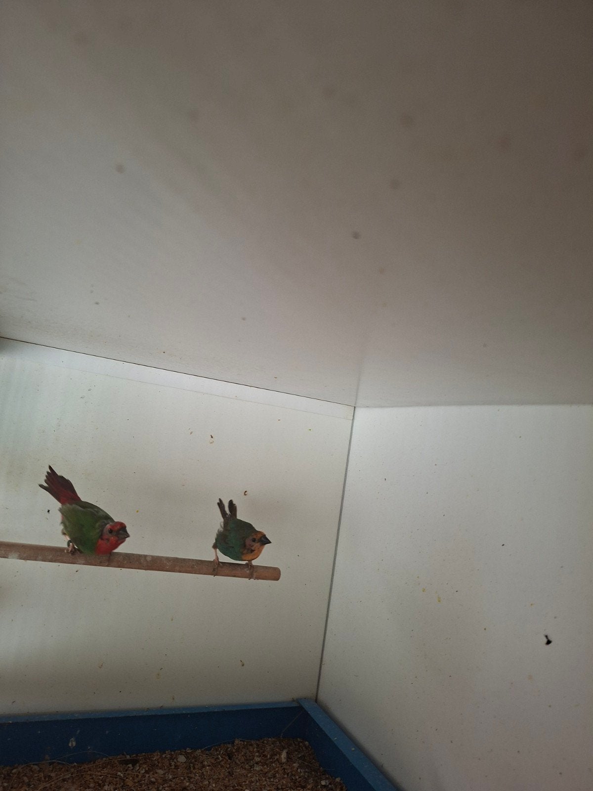 Roodkoppapegaaiamadine poppen, Dieren en Toebehoren, Vrouwelijk