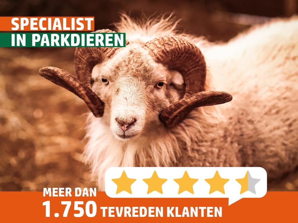Dekram Ouessantschaap huren | Verschillende dieren