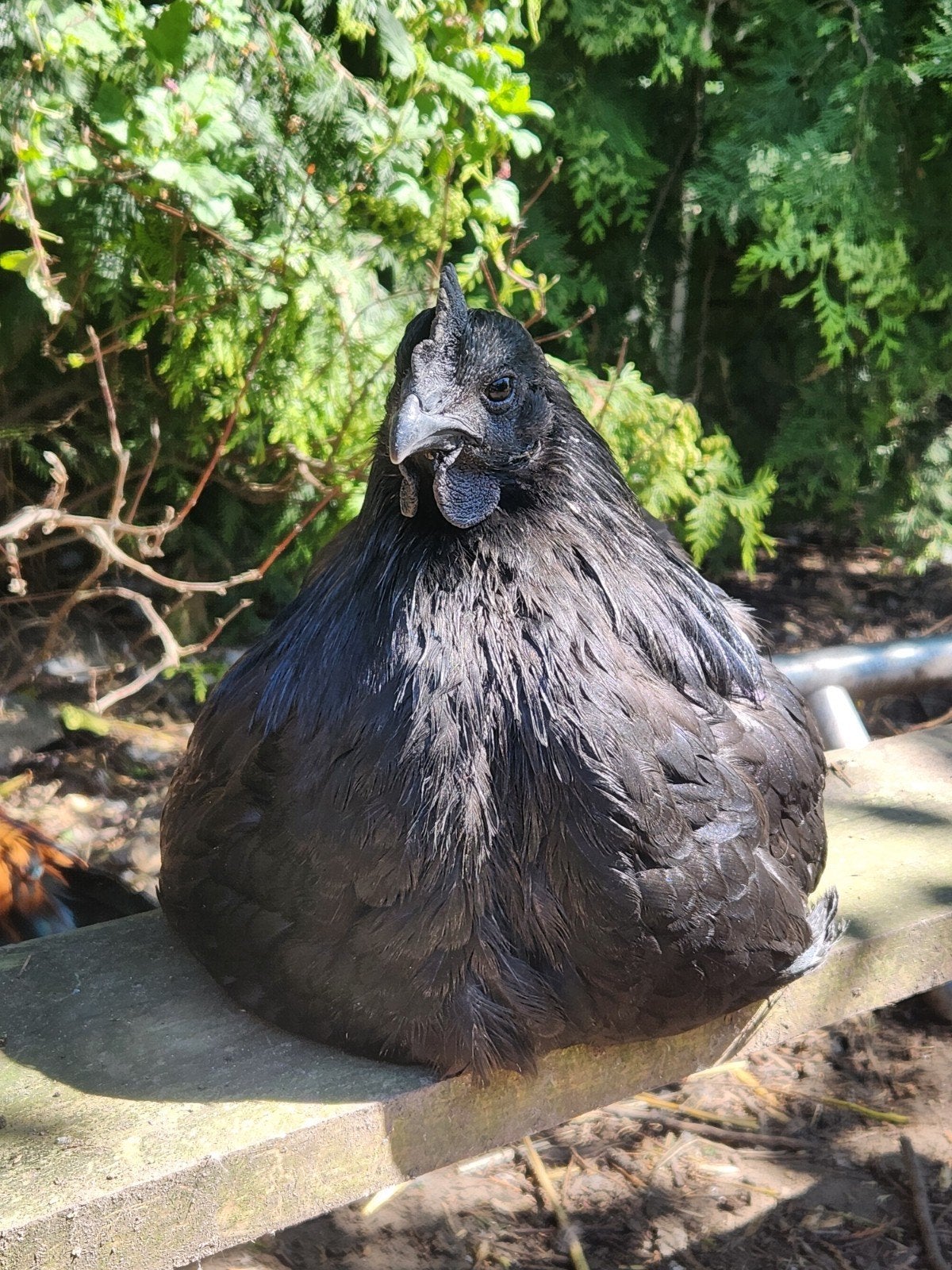 Ayam Cemani Haan, Dieren en Toebehoren, Pluimvee, Mannelijk, Kip