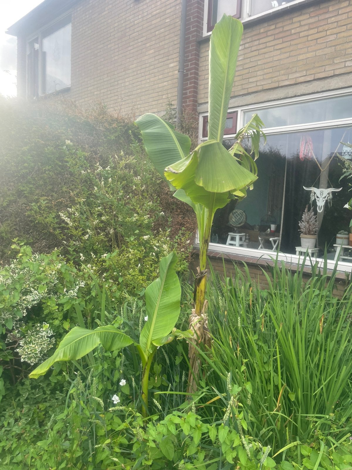 musa basjoo, Ophalen, Volle zon, Overige soorten, Minder dan 100 cm