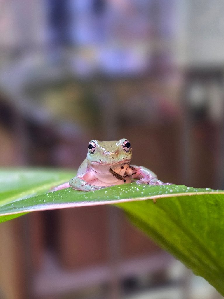 koraalteen boomkikkers (Litoria caerulea) Frog - unknown for sale from Franc's Dierenshop XL