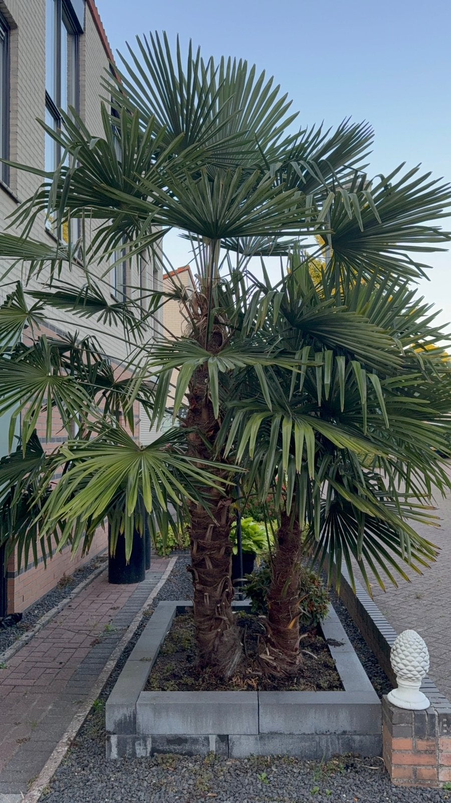 Mooie winterharde palm, Tuin en Terras, Planten | Bomen, Ophalen, Halfschaduw, 250 tot 400 cm, Zomer