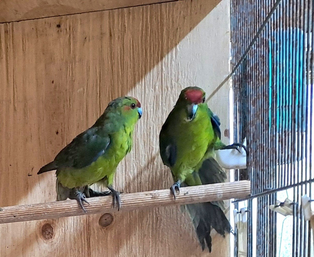 Koppel kakariki's