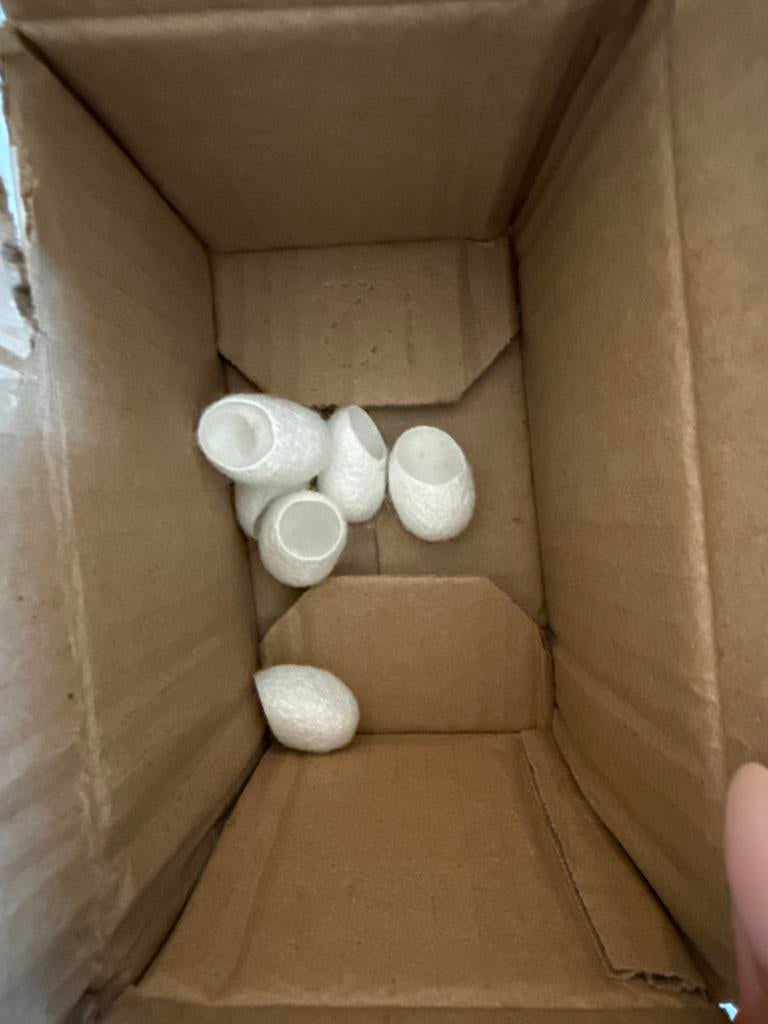 Springspin huis new, Dieren en Toebehoren, Insecten en Spinnen, Overige soorten