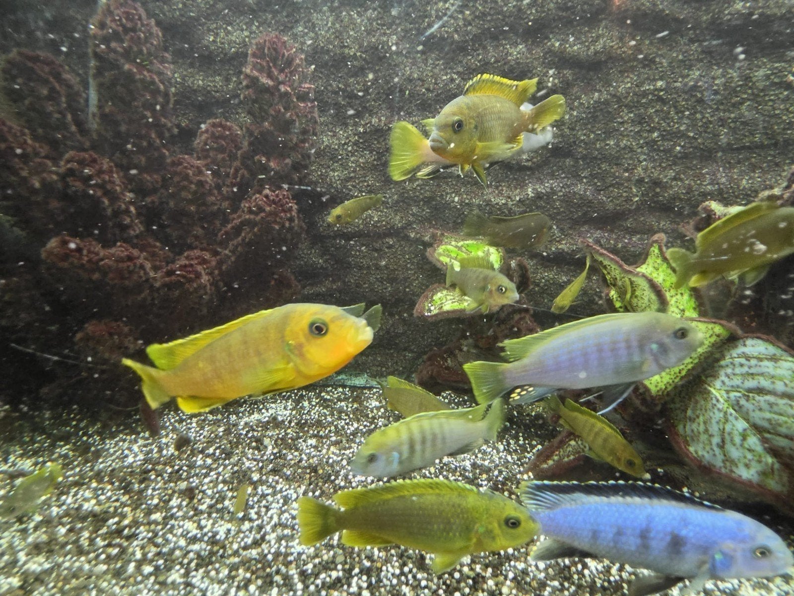 Malawi cichliden meerdere kleuren 3tot16cm L333 Hypancistrus, Vis