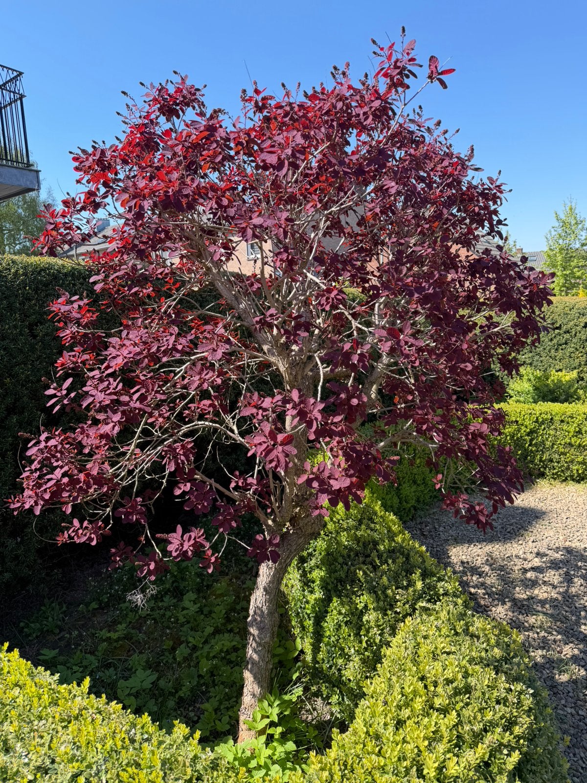 Pruikenboom ‘Royal Purple’ – 260 cm hoog / 200 cm breed, Tuin en Terras, Lente, 100 tot 250 cm, Ophalen, Volle zon