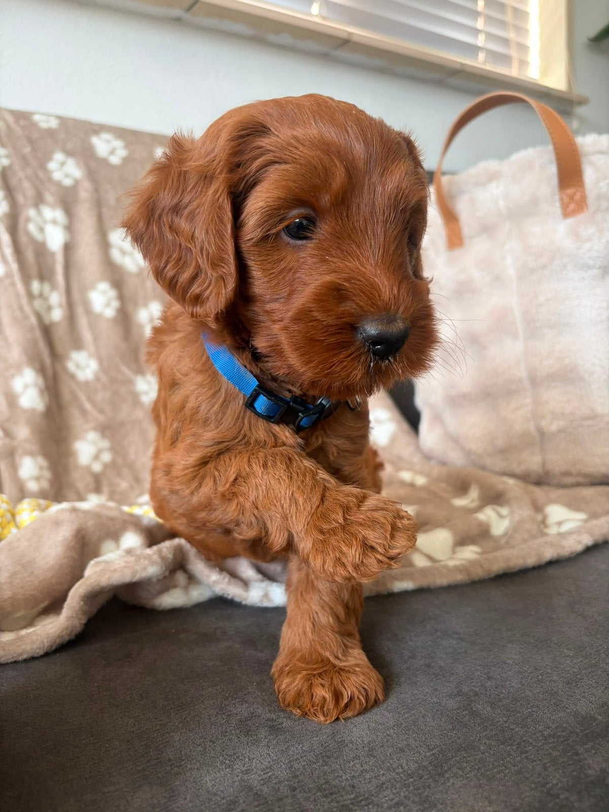 Prachtige australian labradoodle, Dieren en Toebehoren, Parvo, Overige rassen, 8 tot 15 weken, Meerdere
