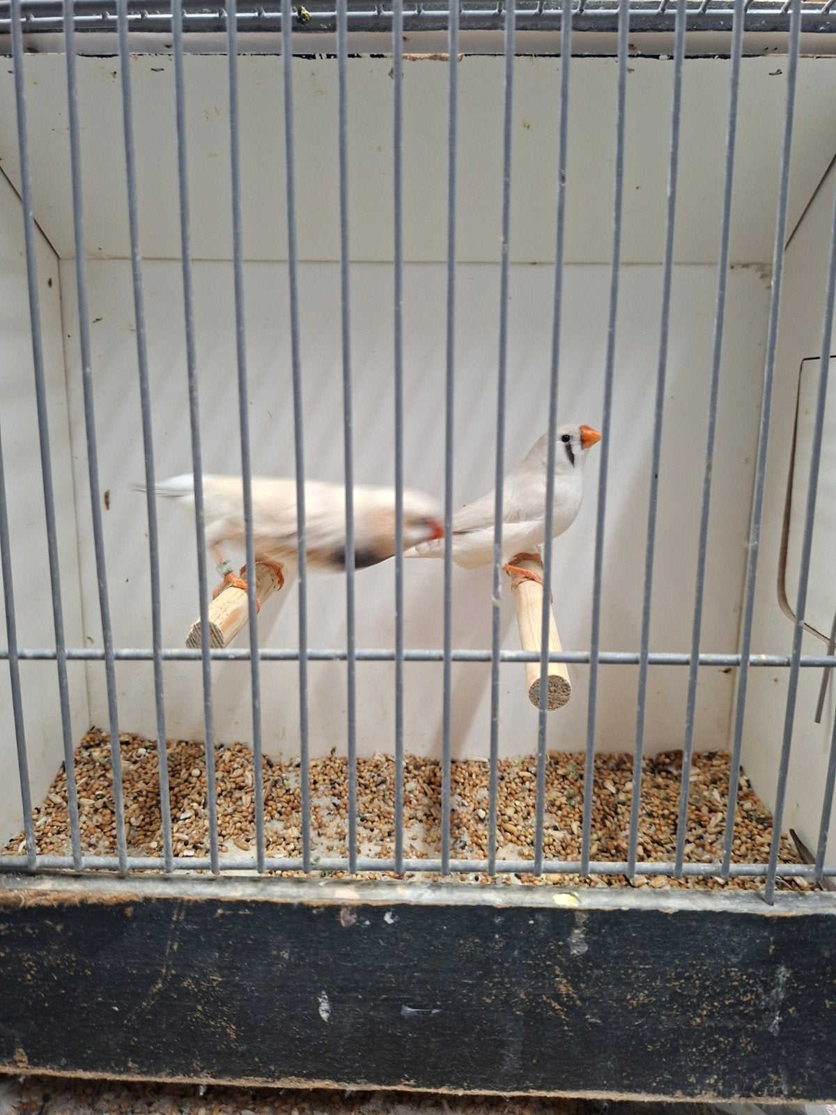 mooi koppel zebravinken, Dieren en Toebehoren