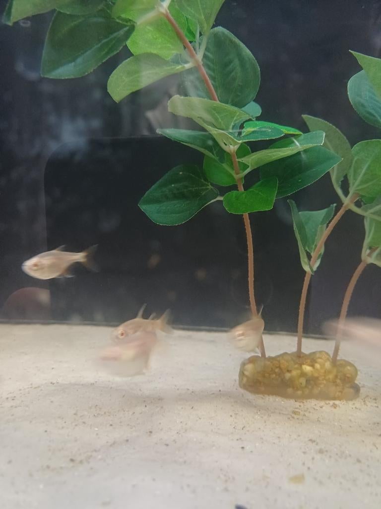 Mexicaanse tetra, Vis