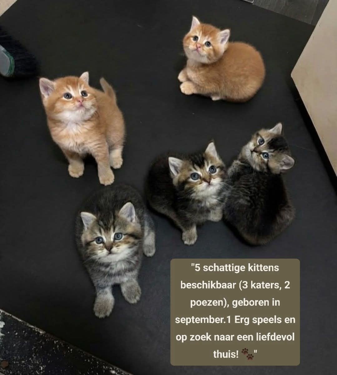 's-Hertogenbosch, Meerdere dieren, Kortharig
