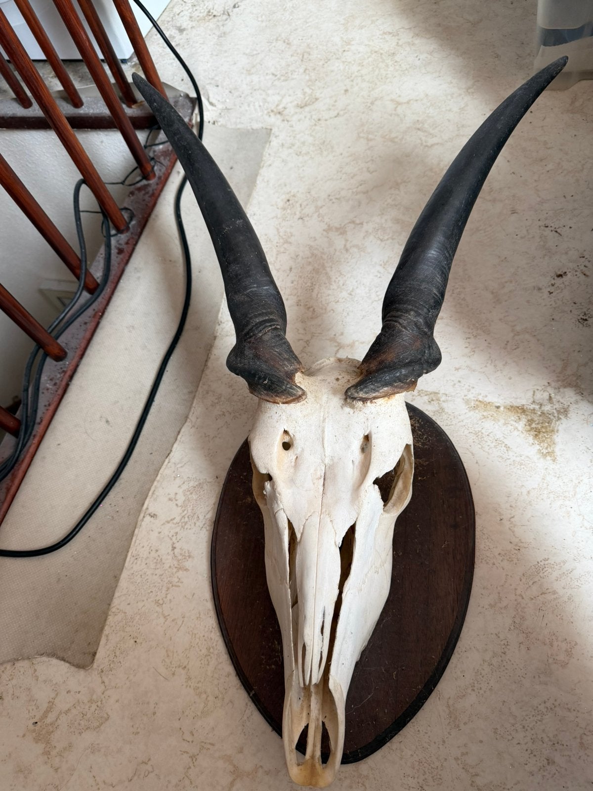 Schedel Eland Antilope (Incl Overdracht & CITES), Ophalen of Verzenden, Zo goed als nieuw, Overige soorten, Schedel