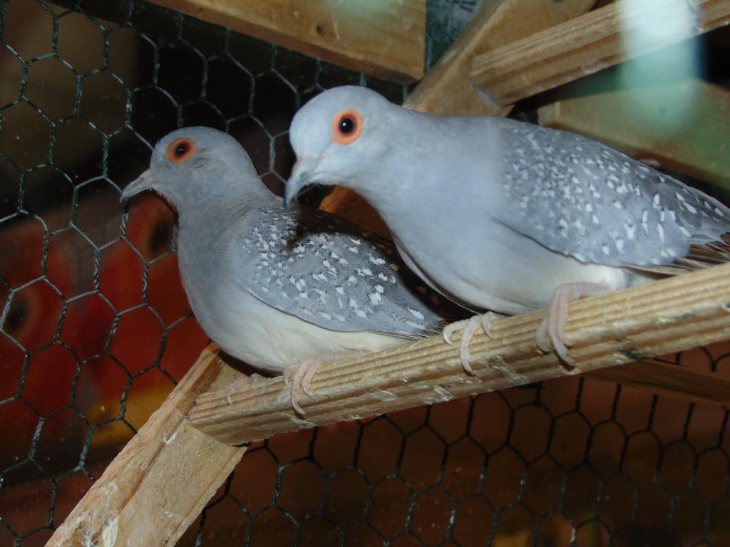Diamantduiven in Assen., Meerdere dieren, Overige soorten