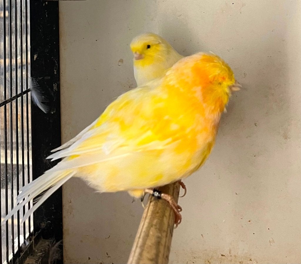 Koppel | Norwich en Norwich x Gloster Kanarie | broedrijp, Meerdere dieren, Postuurkanarie
