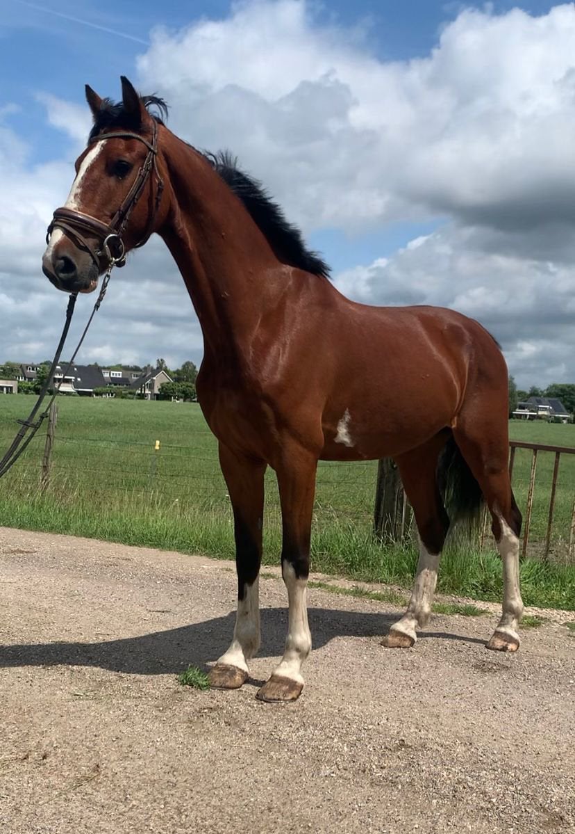 Prachtig tuigpaard, Dieren en Toebehoren