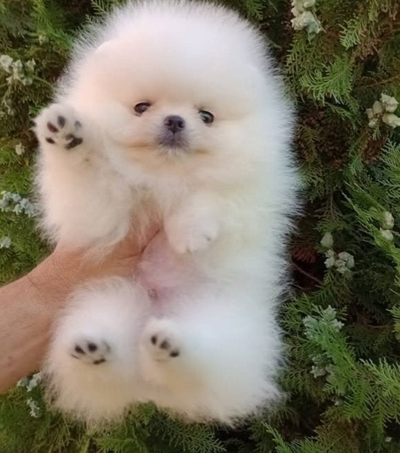 Mini Pomeranian puppy -teefje, Dieren en Toebehoren, Particulier, Rabiës (hondsdolheid), 15 weken tot 1 jaar, Buitenland