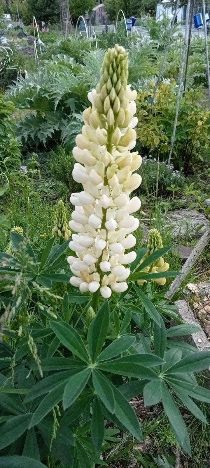 Lupinus 'Noble Maiden' - Lupine 'Noble Maiden' zaden, Tuin en Terras, Bloembollen en Zaden, Ophalen of Verzenden, Voorjaar, Volle zon