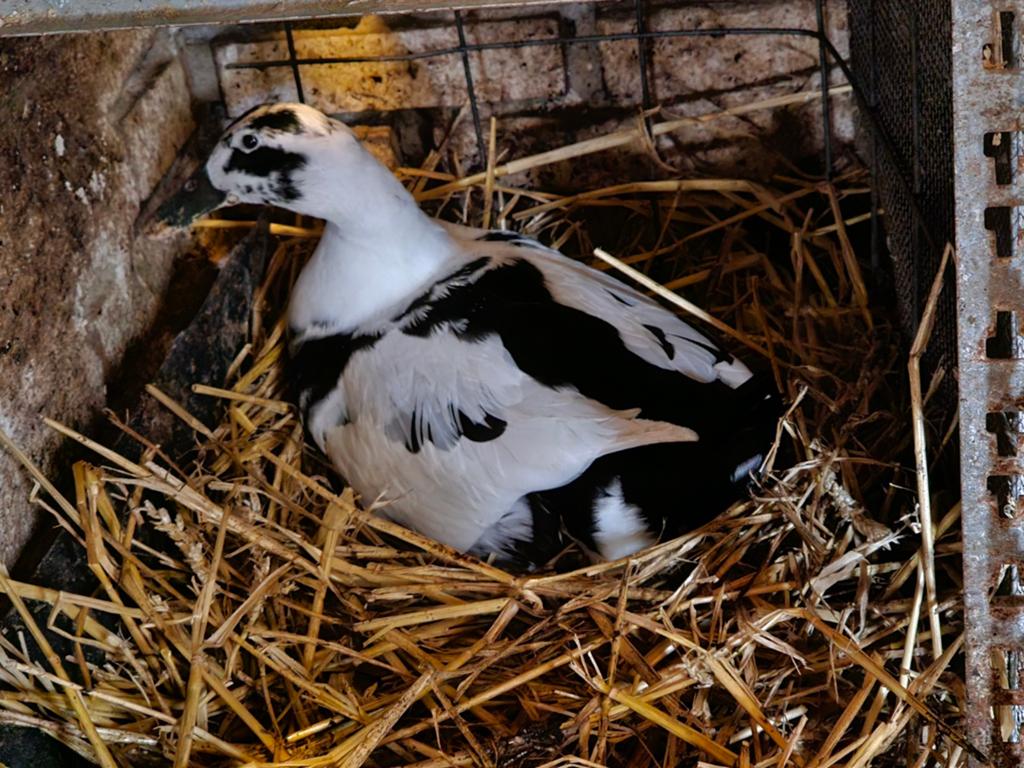 BROEDEIEREN INDISCHE LOOPEEND, Dieren en Toebehoren, Pluimvee, Geslacht onbekend, Eend