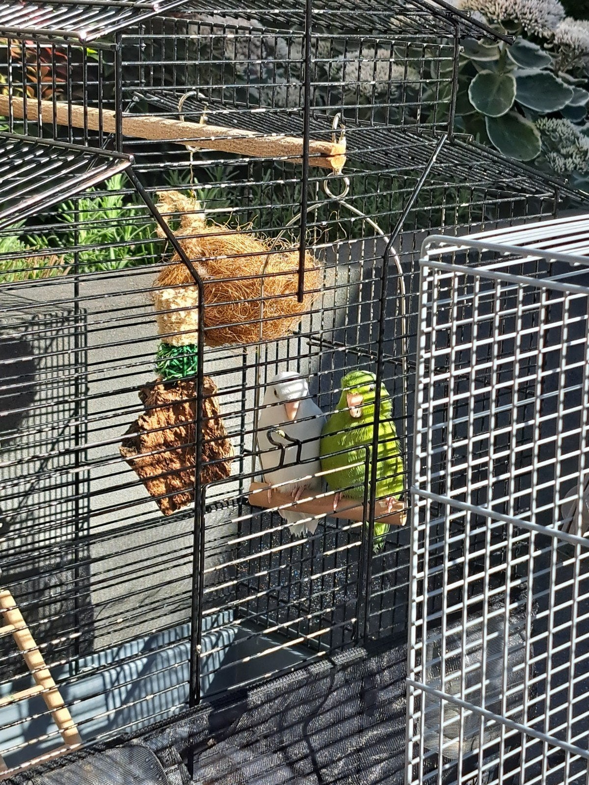 Tamme Forpussen Coelestis, Meerdere dieren, Geringd