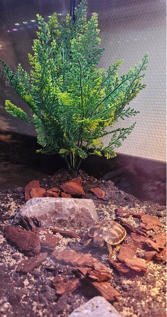 Griekse landschildpadjes + compleet SuperFish terrarium Tortoise photo 5