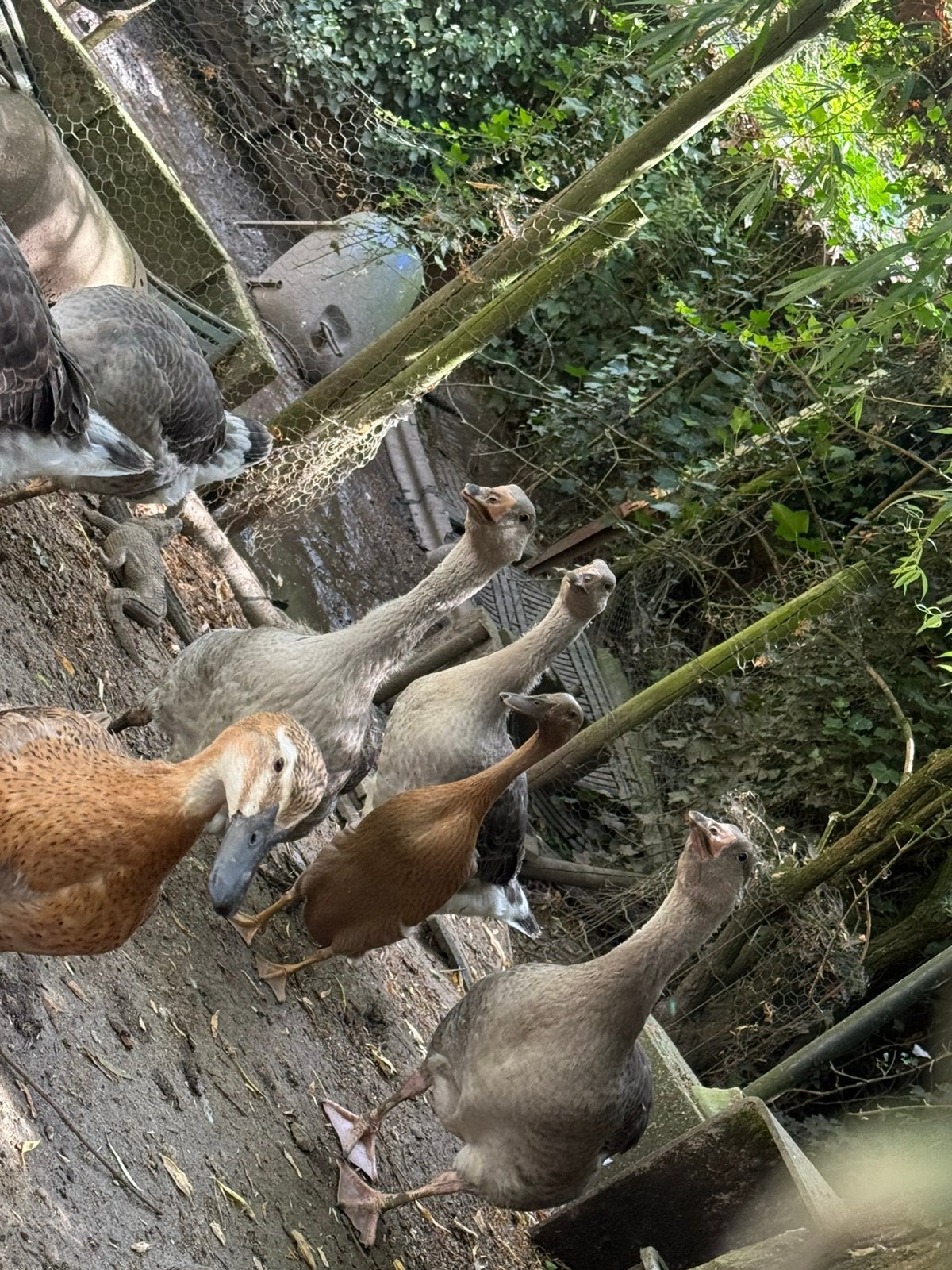 3 ganzen te koop, Dieren en Toebehoren, Pluimvee, Meerdere dieren, Gans of Zwaan
