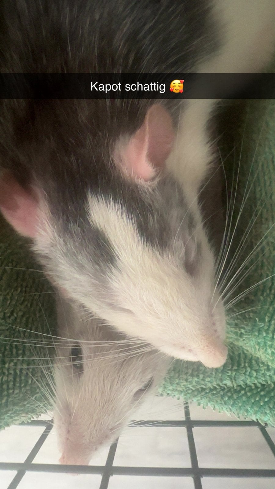 2 lieve vrouwtjes ratten te koop met nette kooi, Dieren en Toebehoren, Knaagdieren, Rat, Vrouwelijk, November, Tam
