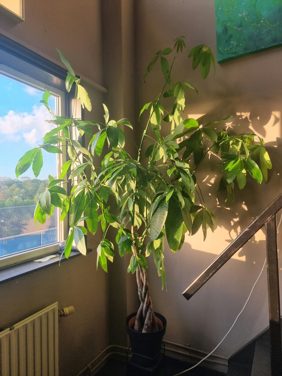 Grote Pachira Geldboom 225 cm, Ophalen, Halfschaduw, 200 cm of meer