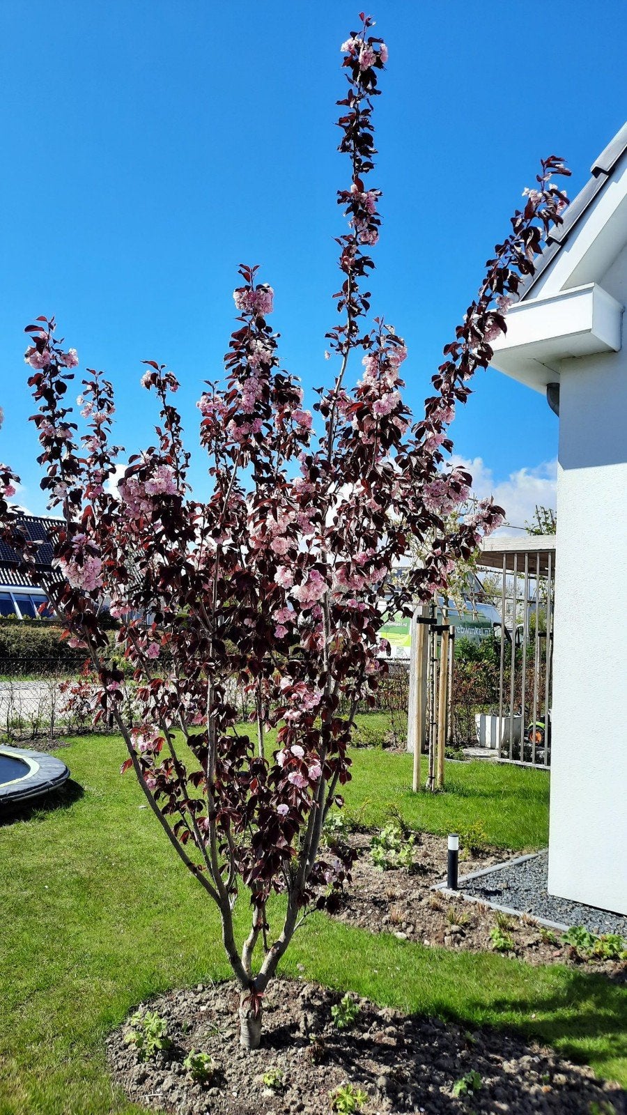 Prunus cer. Nigra - Meerstammige  kerspruim 220cm hoog!, Ophalen of Verzenden, Zomer, Volle zon, 100 tot 250 cm