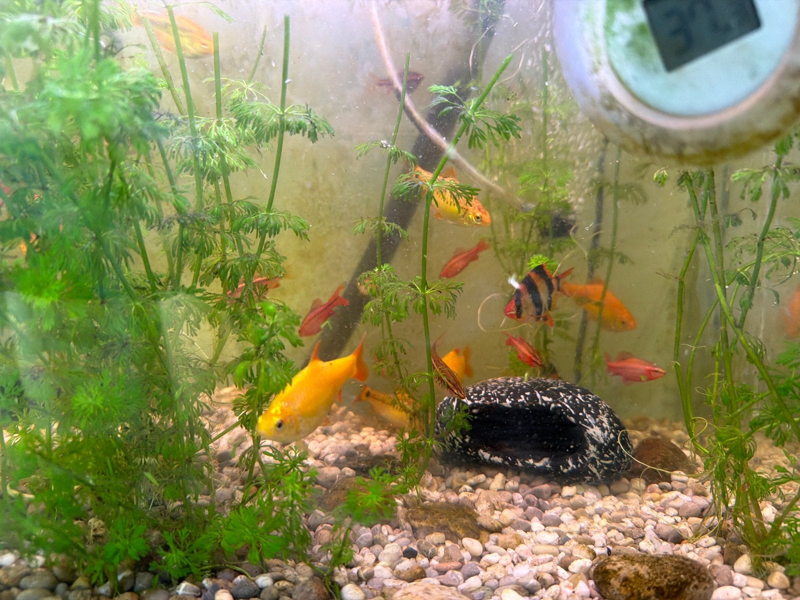 Vissen, Dieren en Toebehoren, Vissen | Aquariumvissen, Vis