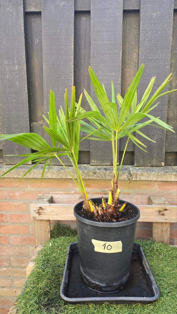 Dubbele stam speciaal Winterharde Palmboom (50cm), Volle zon, Vaste plant, Bloeit niet, Ophalen