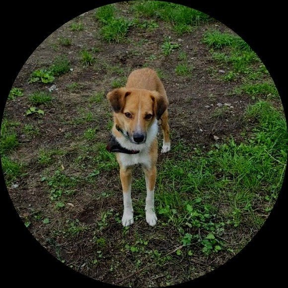 🐾 Ron zoekt een liefdevol thuis – een forever thuis 🐾

Ron, Dieren en Toebehoren, Particulier, Reu, 1 tot 2 jaar, Buitenland