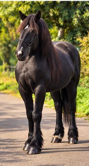 Prachtige merrie met droom uitstraling, Merrie, B, Gechipt, Recreatiepaard