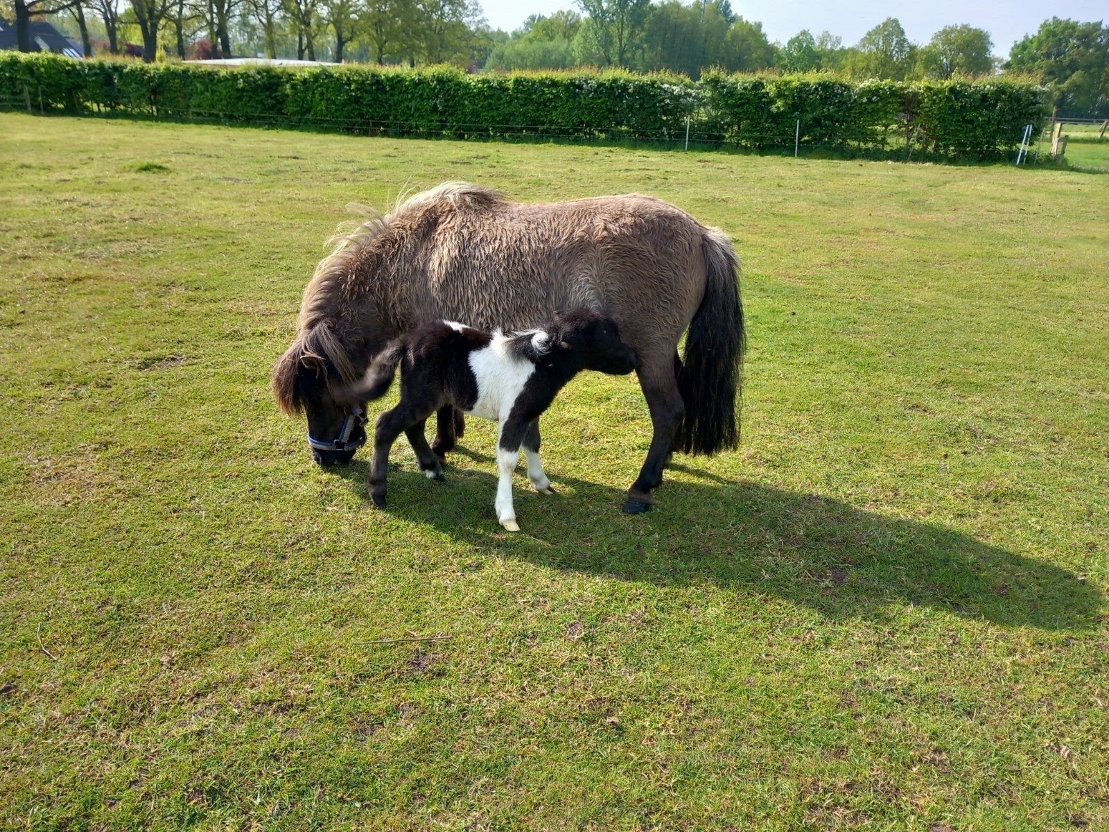 Wildkleur bont merrietje  77 vos ruin met papier super braaf, Dieren en Toebehoren, Pony's, Hengst, A pony (tot 1.17m), 0 tot 2 jaar