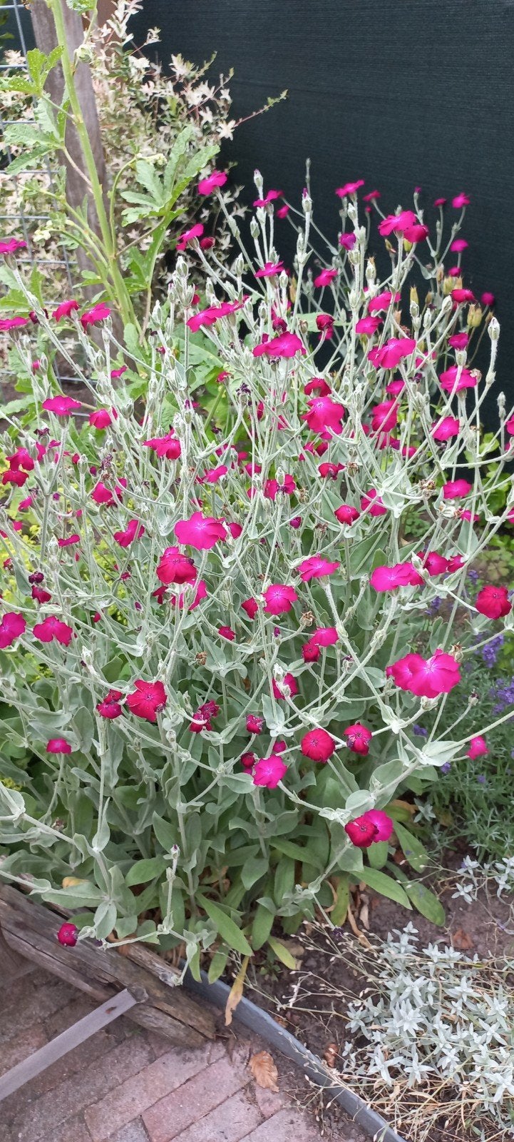 PRIKNEUS LYCHNIS CORONARIA PINK/HARD ROZE, Tuin en Terras, Volle zon, Vaste plant, Zomer, Ophalen