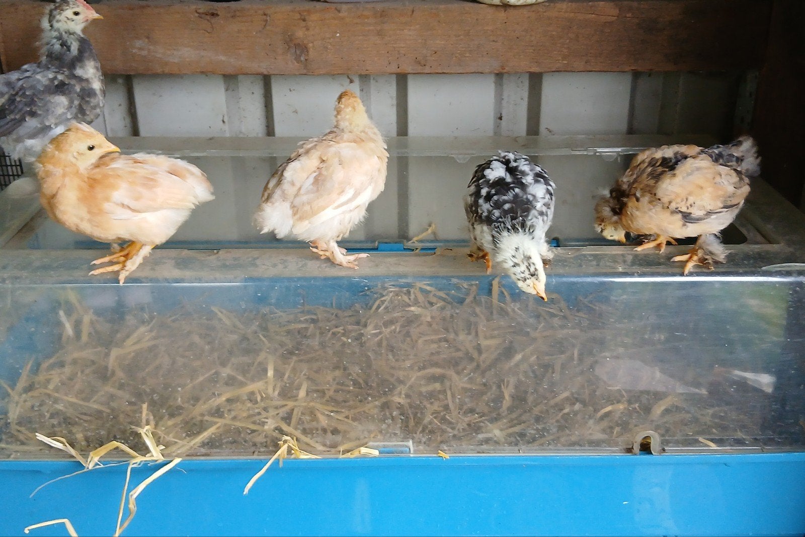 5 kippenkuikens, Dieren en Toebehoren, Meerdere dieren, Kip