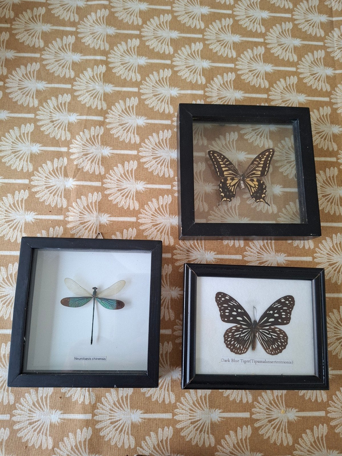 Vlinders en libelle in lijstjes, Ophalen of Verzenden, Insect, Opgezet dier