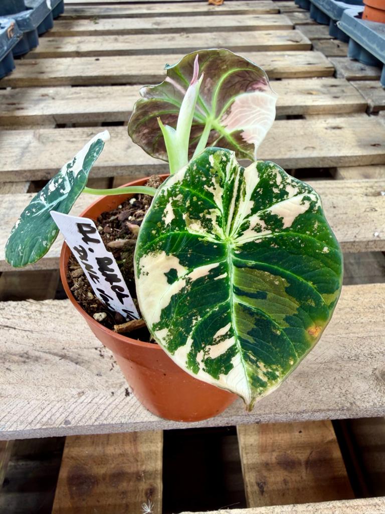Alocasia Black Velvet Pink Variegata p12, Ophalen of Verzenden