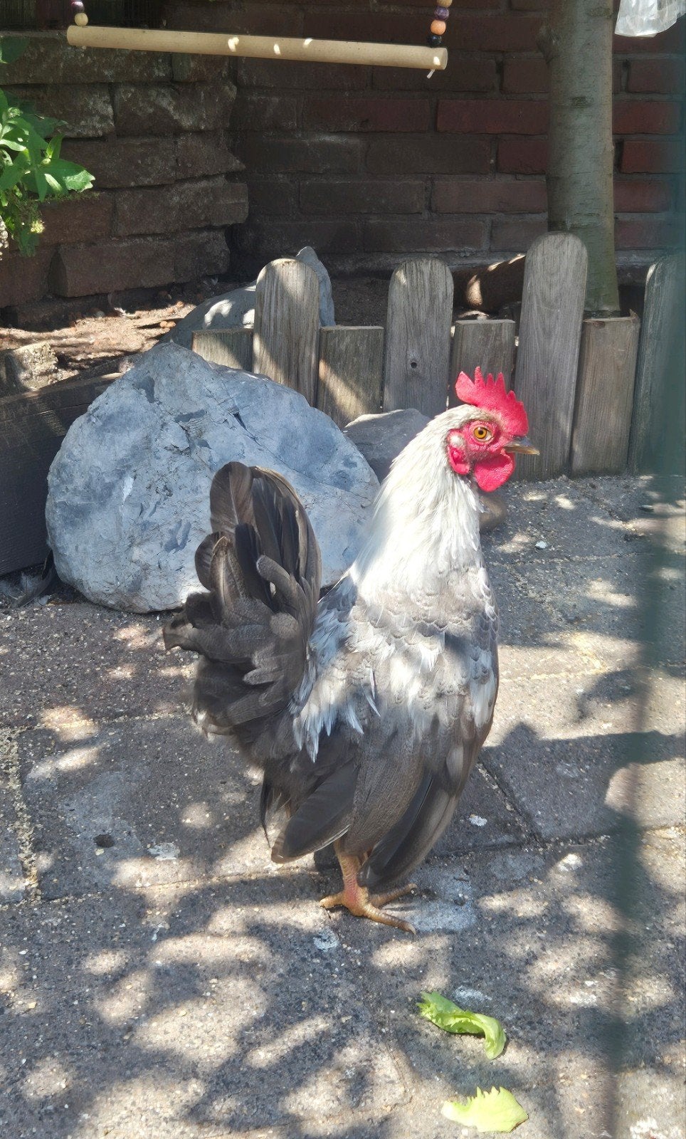 Serama haantje, mooi, lief, tam!, Dieren en Toebehoren, Pluimvee, Mannelijk, Kip