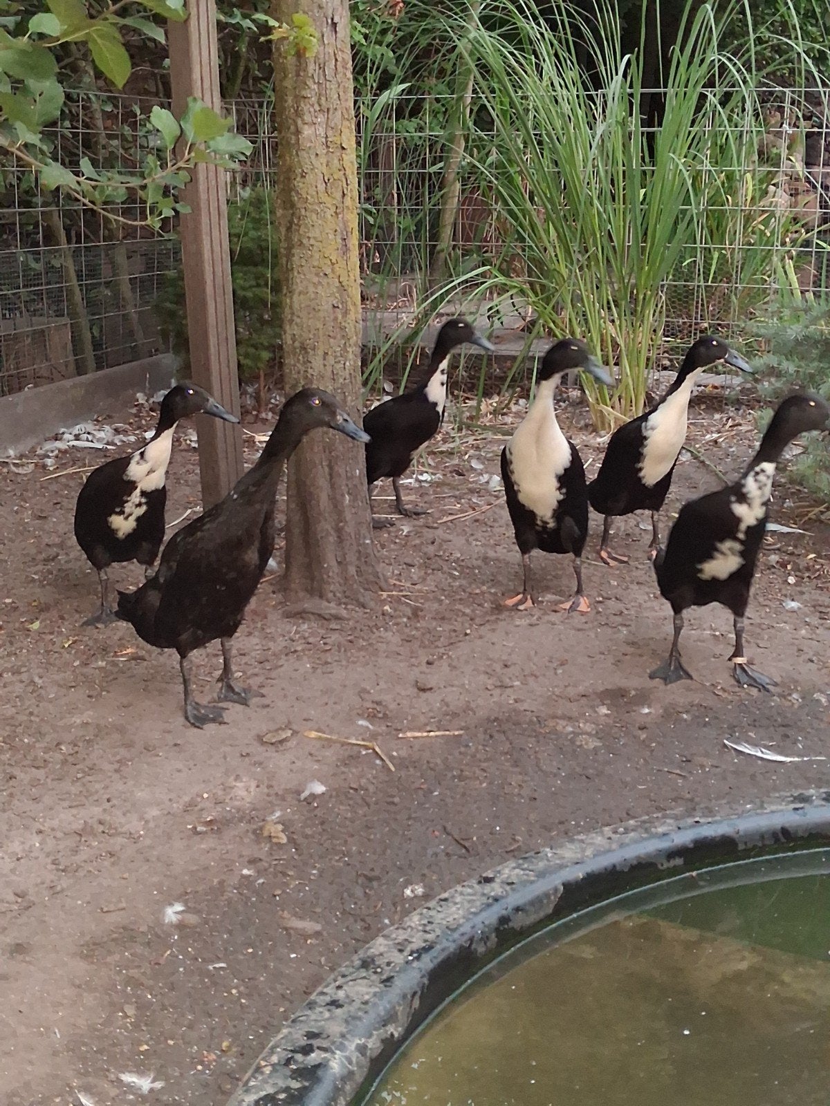 mooie jonge loopeenden te koop, Meerdere dieren, Eend