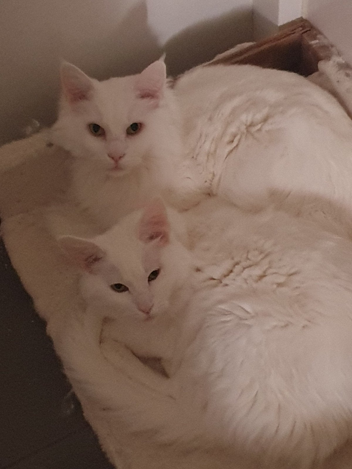 Maincoon wit, Dieren en Toebehoren, Katten en Kittens | Raskatten | Langhaar, Meerdere dieren, Gechipt