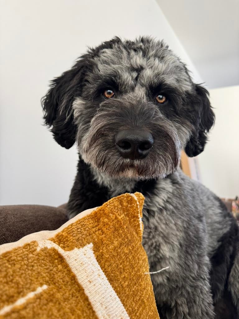 Dekreu Labradoodle X Australian Shepherd, België, Particulier, Reu, 1 tot 2 jaar