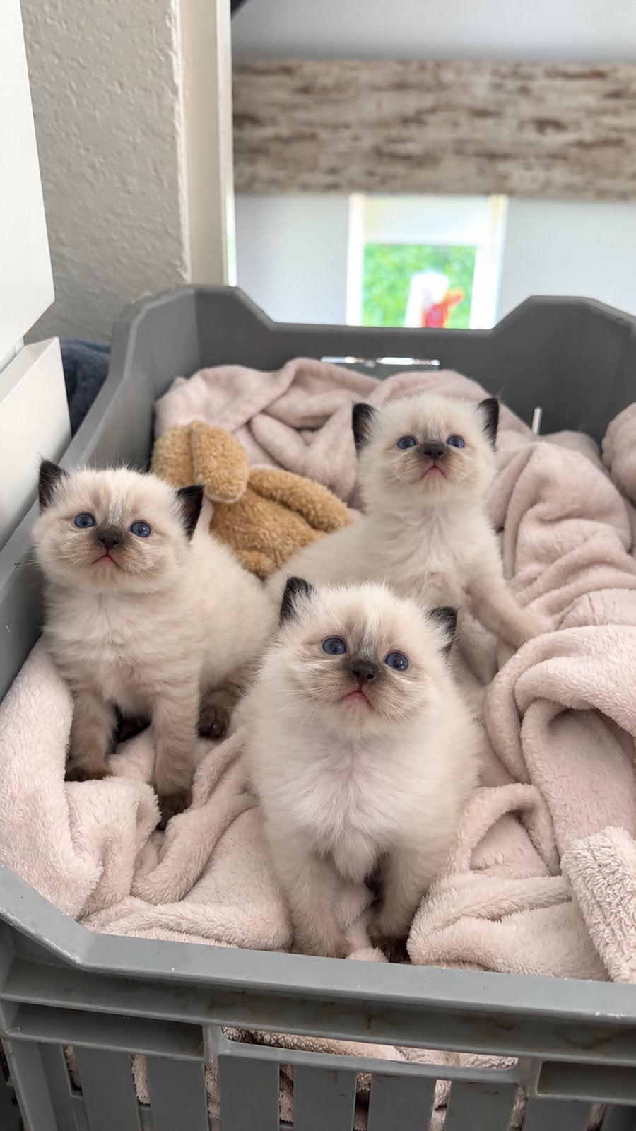 Ragdol kittens, Dieren en Toebehoren, Meerdere dieren, Met stamboom
