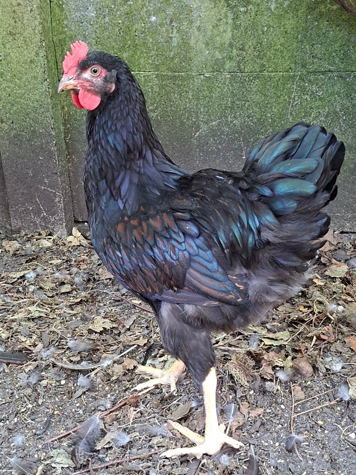 10 jonge Barnevelder hanen., Mannelijk, Kip