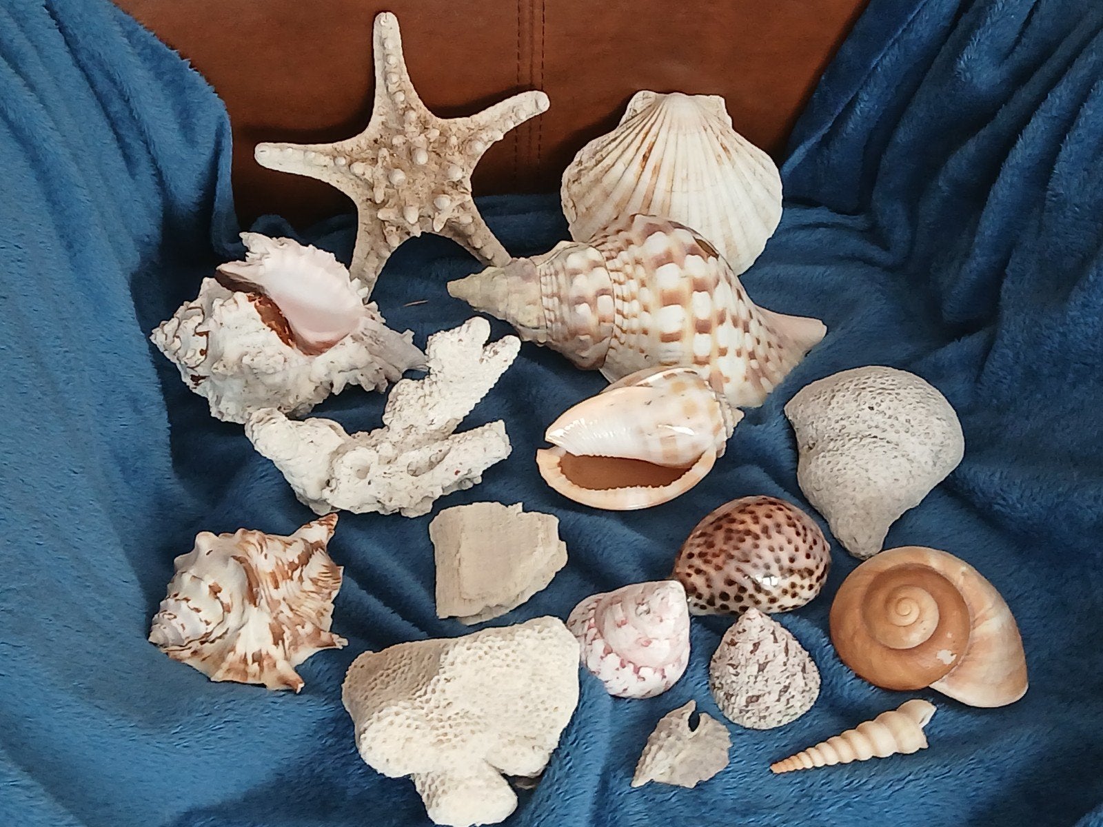 uit schelpen collectie alles 50€..grootste triton is 19cm, Verzamelen, Mineralen en Fossielen, Ophalen, Schelp(en)