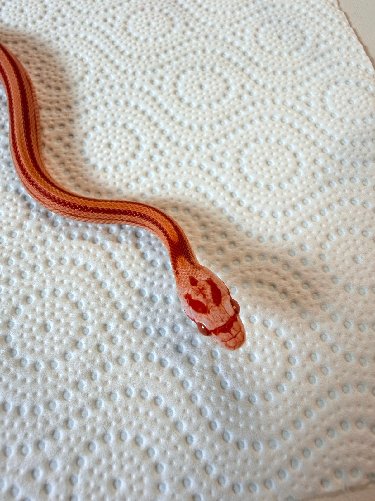 Jonge Amel Stripe korenslangen – geboren juli 2026 Corn Snake photo 7