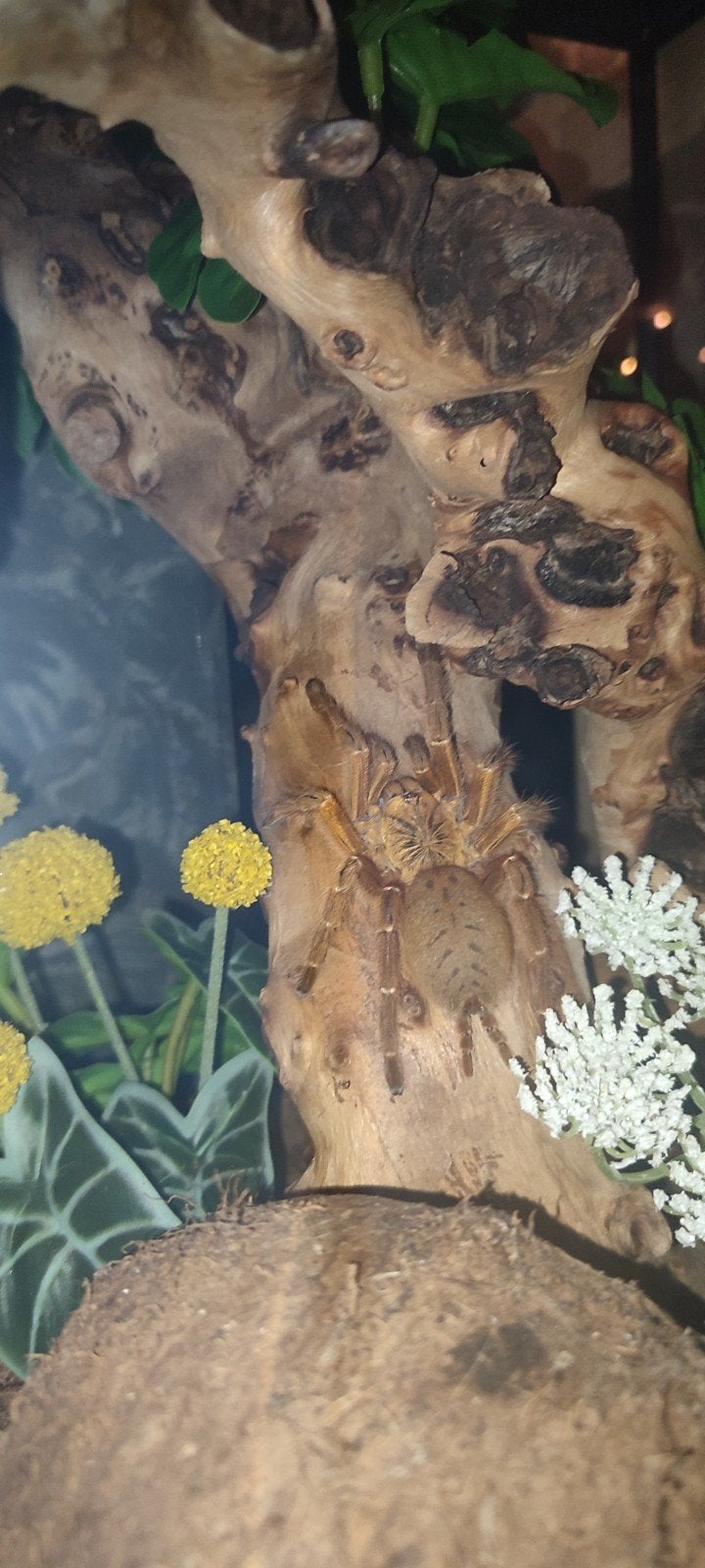 obt vogelspin vrouw, Dieren en Toebehoren, Overige soorten, Met terrarium