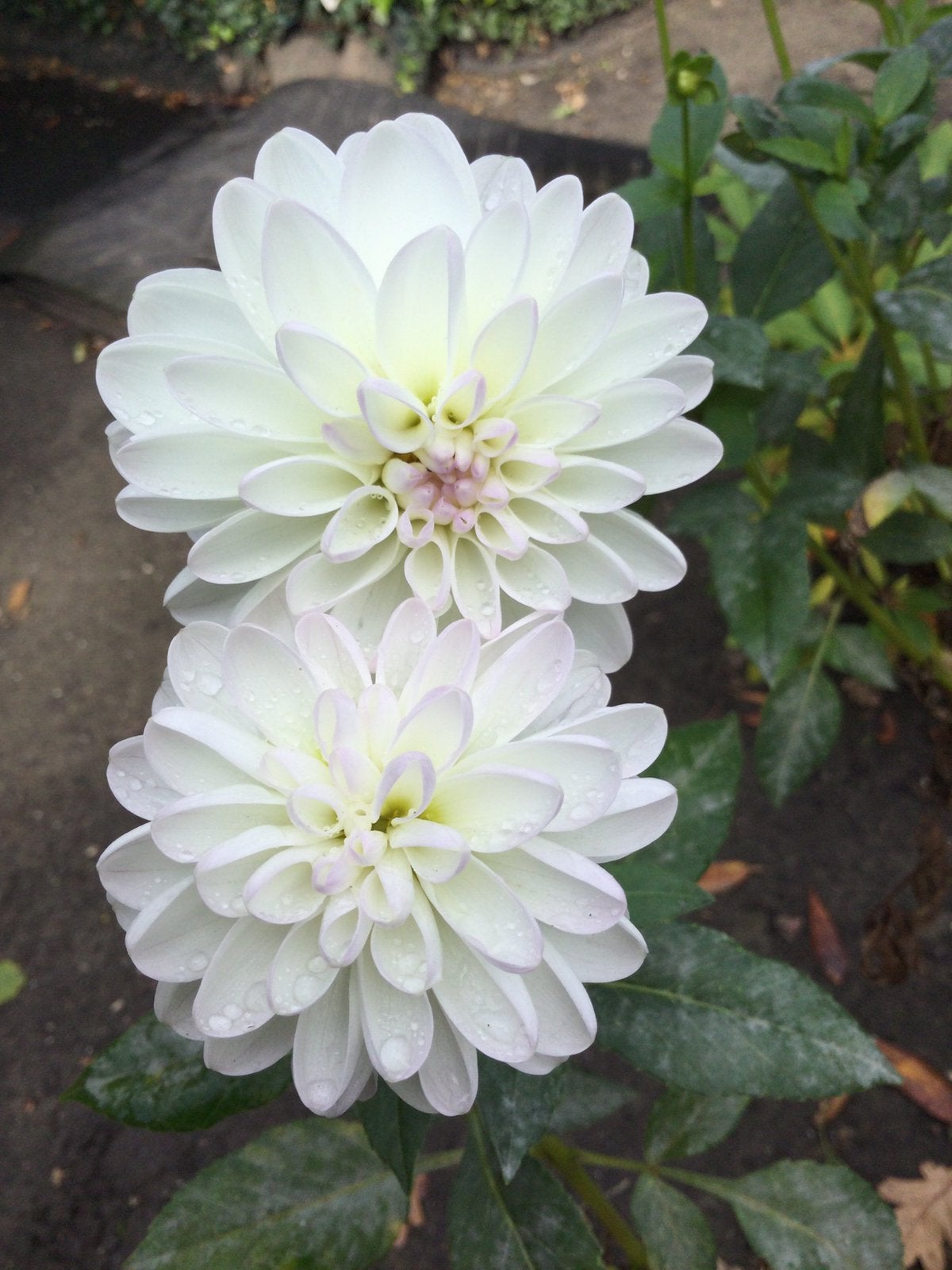 Prachtige dahlia,s Eveline 3 st, Ophalen of Verzenden, Volle zon, Knol