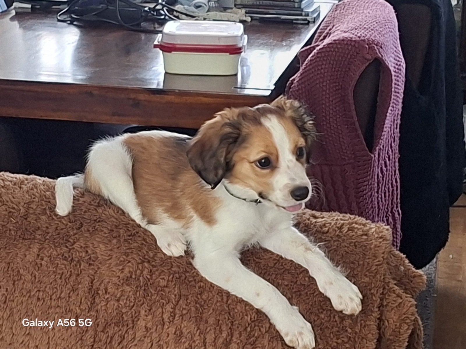 TE KOOP KOOIKER PUP, Parvo, 15 weken tot 1 jaar, Teef, Eén hond